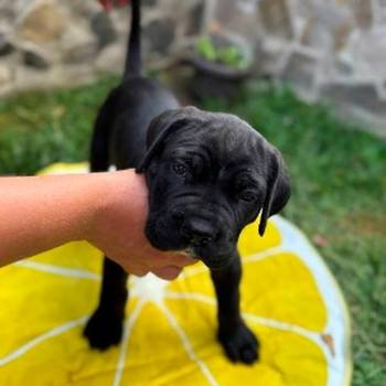 Cane Corso štenci
