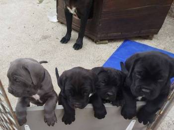 Cane Corso štenci