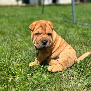 Shar pei – šar pej stenci