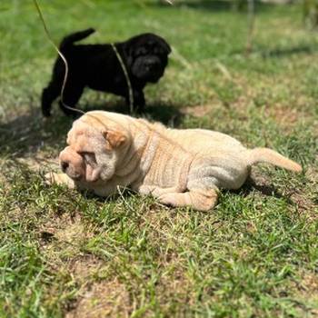 Shar pei – šar pej stenci