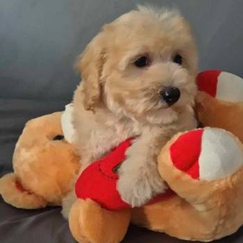 Pudle i Maltipoo štenci
