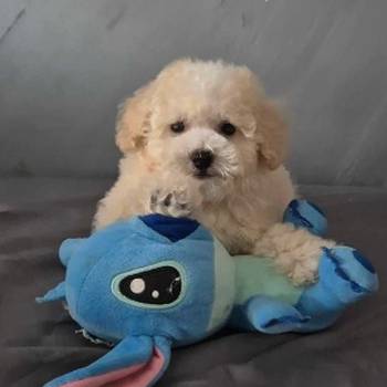Pudle i Maltipoo štenci