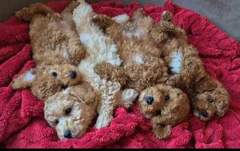 Pudle i Maltipoo štenci