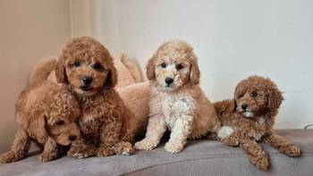 Pudle i Maltipoo štenci