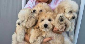 Pudle i Maltipoo štenci