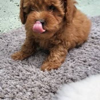 Mini Maltipoo štenci