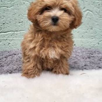 Mini Maltipoo štenci