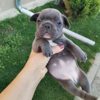 Francuski buldog štenci