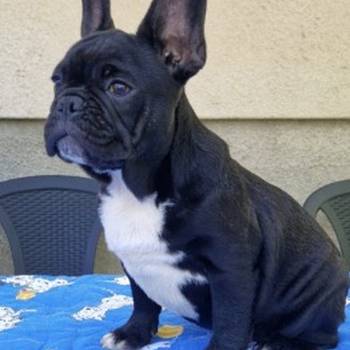 Francuski buldog štenci