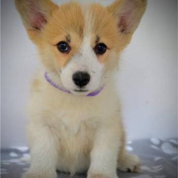 Velški Corgi Pembrok prelepi štenci