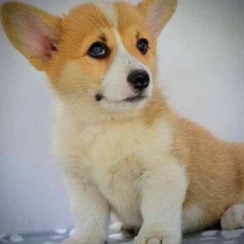 Velški Corgi Pembrok prelepi štenci