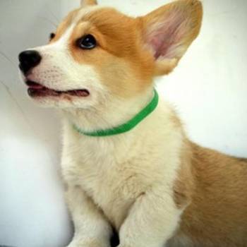 Velški Corgi Pembrok prelepi štenci