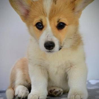 Velški Corgi Pembrok prelepi štenci