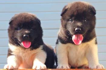 Američka Akita, štenci