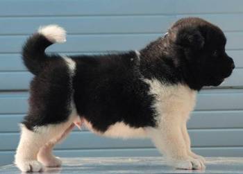 Američka Akita, štenci