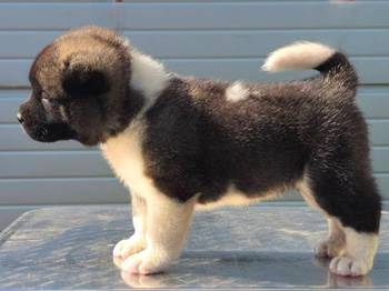 Američka Akita, štenci