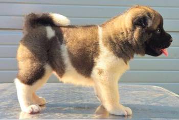 Američka Akita, štenci