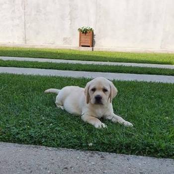 Labrador stenci