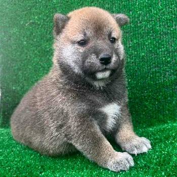 Shiba inu štenci