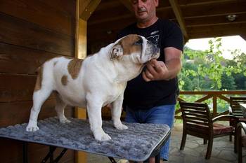 Engleski Buldog, zenka
