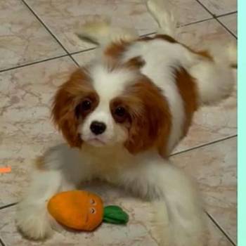 Dostupni štenci Cavalier King Charles spanijela