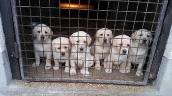 Labrador Retriver štenci