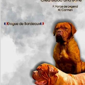 Dogue de Bordeaux Bordoška Doga štenci
