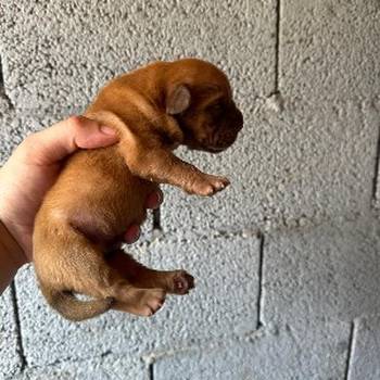 Dogue de Bordeaux Bordoška Doga štenci