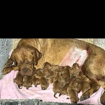Dogue de Bordeaux Bordoška Doga štenci