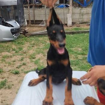 Stenci dobermana