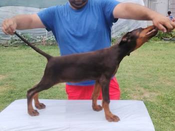 Stenci dobermana