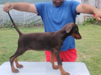 Stenci dobermana