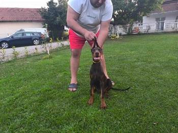 Stenci dobermana