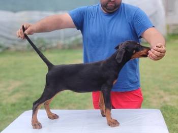 Stenci dobermana