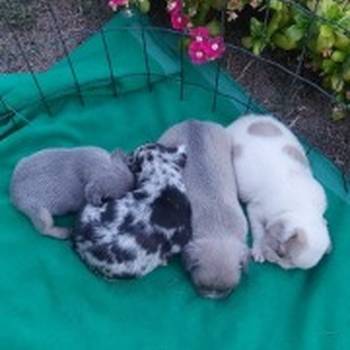 Francuski buldog štenci exotic, plavi, klasik i fluffy