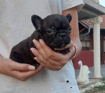 Francuski buldog štenci exotic, plavi, klasik i fluffy