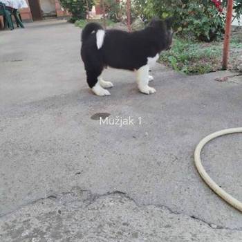 Američka Akita štenci
