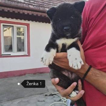 Američka Akita štenci