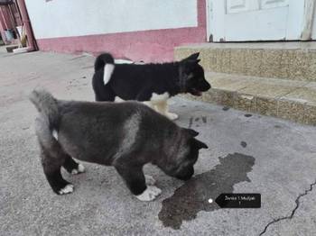 Američka Akita štenci