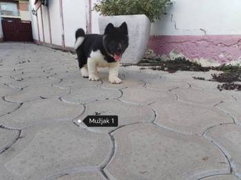 Američka Akita štenci