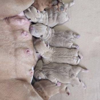 American Bully pocket i egzotic u lilac i coko boji