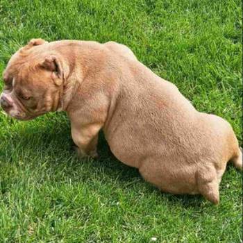 American Bully pocket i egzotic u lilac i coko boji