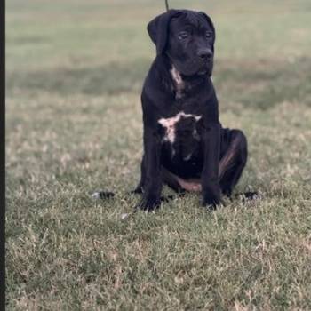 Cane Corso štenci