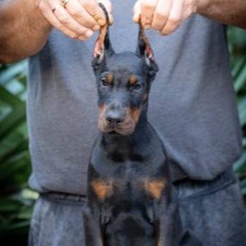 Doberman stenci