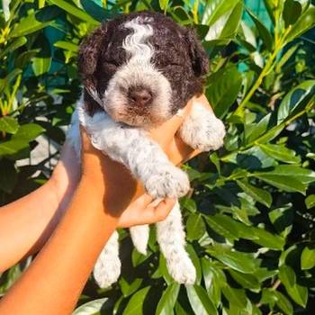 Lagotto Romagnolo štenci
