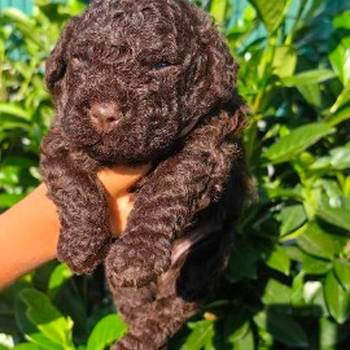 Lagotto Romagnolo štenci