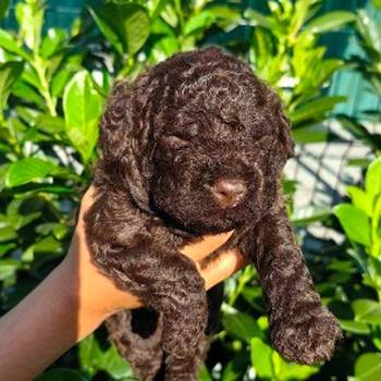 Lagotto Romagnolo štenci
