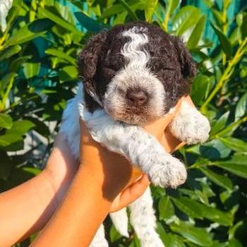 Lagotto Romagnolo štenci