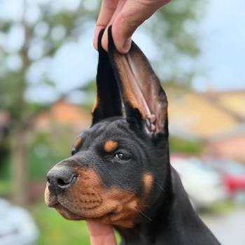 Doberman prelepi stenci