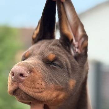 Doberman prelepi stenci